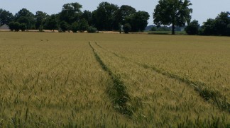 Champ de blé à Denazé