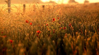 Coquelicots au petit matin