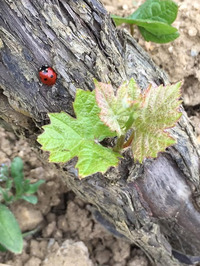 RDV du Printemps : Atelier "Les petits explorateurs du vivant"