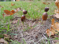 Créations végétales de fin d'année