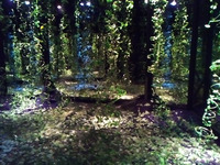 Exposition « IMMERSION »