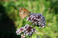 Chasse aux papillons