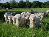 RDV de l'été : La mise bas des moutons à Mohair du Maine