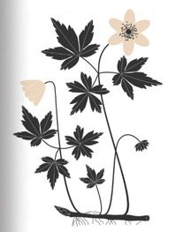 L'Herbier d'Émilie Vast