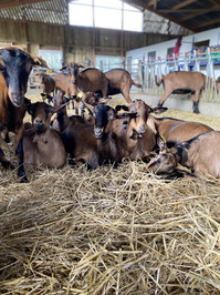 RDV du Printemps : Visite de la ferme la Chèvrerie du Maine