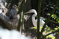 Atelier balade à la rencontre de la faune sauvage locale