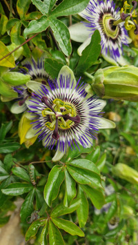 RDV du Printemps : Balade nature sensorielle au crépuscule