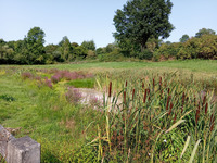 Les zones humides abritent-elles du poisson ?