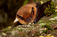 À la découverte de la faune nocturne