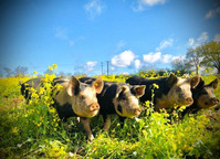 PRINTEMPS A LA FERME - Ferme de Launay