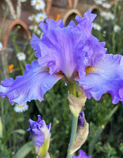 CHATEAUDESARCIS