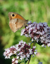 P44-Dominique.Vernier-papillon