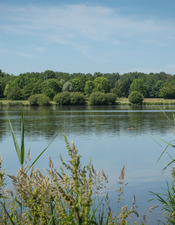 P50-CD53-LaRincerie