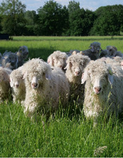 mohair du maine