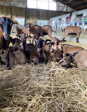 la chevrerie du maine