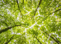 FORET DE BELLEBRANCHE - Saint-Brice