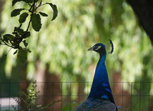 Ferme pédagogique du Breil - Ballots