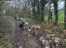 Formule demi-journée balade en chien de traineau - Cani-tout tout - Le Bignon-du-Maine