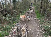 Formule balade découverte en chien de traineau - Cani-tout tout - Le Bignon-du-Maine