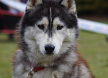 Rencontre avec la meute - Cani-tout tout - Le Bignon-du-Maine