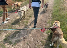 Formule cani randonnée en demi-journée - Cani-tout tout - Le Bignon-du-Maine