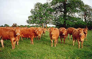 LES PATURES : VIANDE DE BOEUF - Bouère