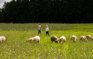 FERME PÉDAGOGIQUE - VILLETTE EN DIRECT - Gennes-Longuefuye