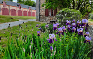 Gîte de l'Orangerie du Château - Craon
