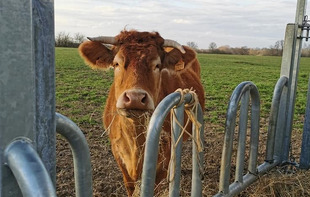 LA PRÉHOUILLIÈRE : VIANDE DE BOEUF - Bouère