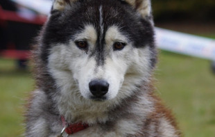Rencontre avec la meute - Cani-tout tout - Le Bignon-du-Maine