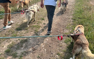 Formule cani randonnée en demi-journée - Cani-tout tout - Le Bignon-du-Maine
