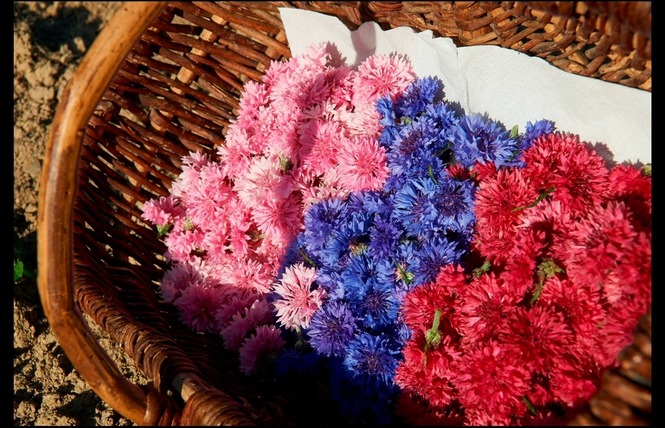 ANJOU FLEURS 2 - Saint-Denis-d'Anjou