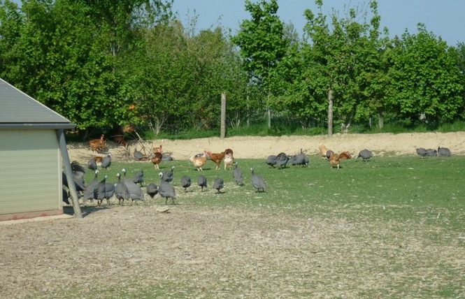 LE LOGIS DU PLESSIS 5 - Marigné-Peuton