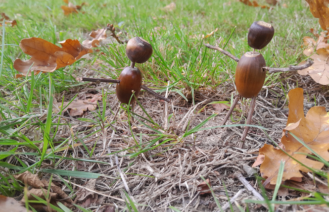 Créations végétales de fin d'année 1 - Château-Gontier-sur-Mayenne