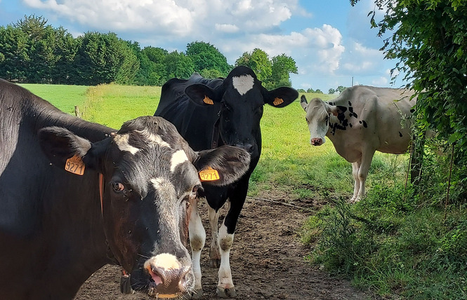 CHEZ AUGUSTE 43 - Saint-Erblon