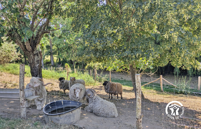 LE GÎTE DES BERGERS, JUSQU'À 9 PERSONNES 5 - La Bazouge-de-Chemeré