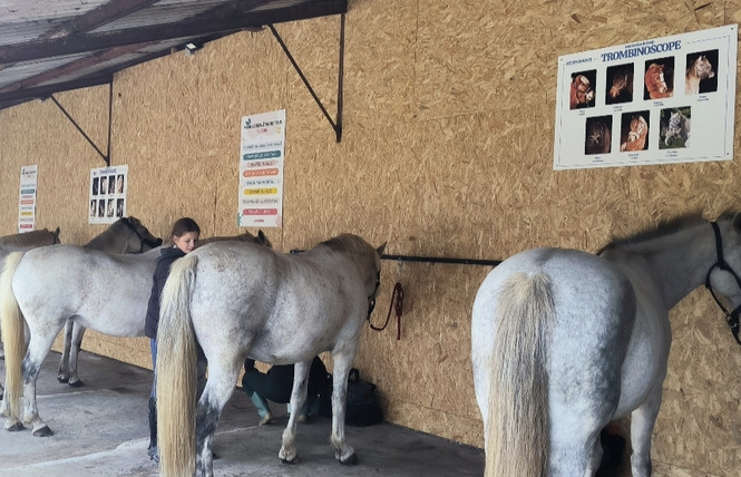 Rdv de l'été : Rencontre avec les chevaux aux Ecuries du loup 2 - Saint-Loup-du-Dorat