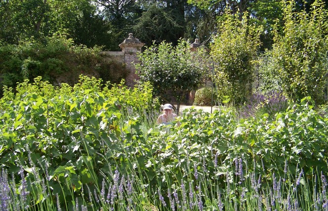 PARC DU CHATEAU DE CRAON 2 - Craon