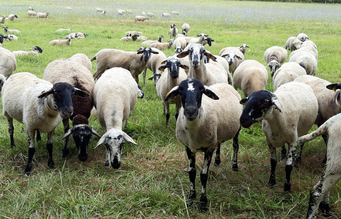 FERME PÉDAGOGIQUE VILLETTE EN DIRECT 5 - Gennes-Longuefuye