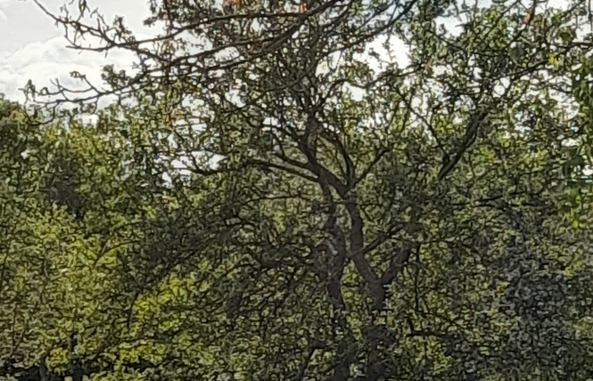 Atelier créatif : Introduction au Vitrail 3 - Bazougers