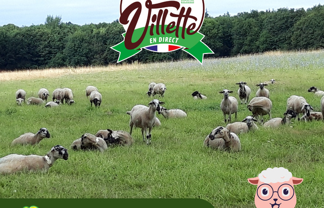 FERME PÉDAGOGIQUE VILLETTE EN DIRECT 1 - Gennes-Longuefuye