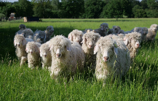 RDV de l'été : La mise bas des moutons à Mohair du Maine 1 - La Bazouge-de-Chemeré