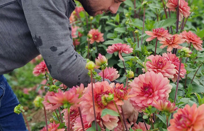 RDV de l'été: Visite de la ferme florale Brindille 2 - Meslay-du-Maine