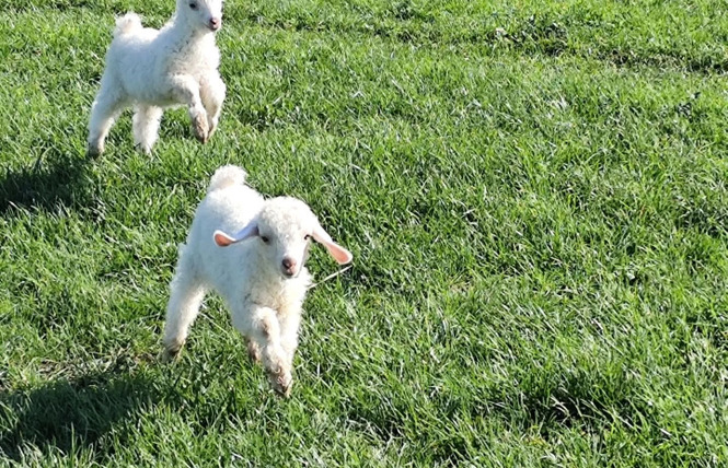 RDV de l'été : La mise bas des moutons à Mohair du Maine 2 - La Bazouge-de-Chemeré