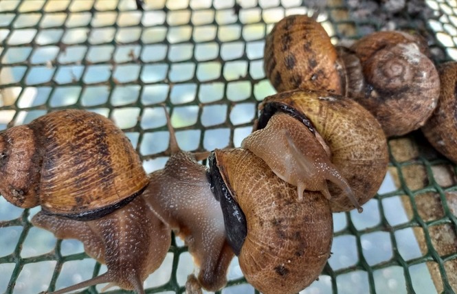 FERME  DES GOUSSIERES (PORCS ET ESCARGOTS ) 2 - Fontaine-Couverte