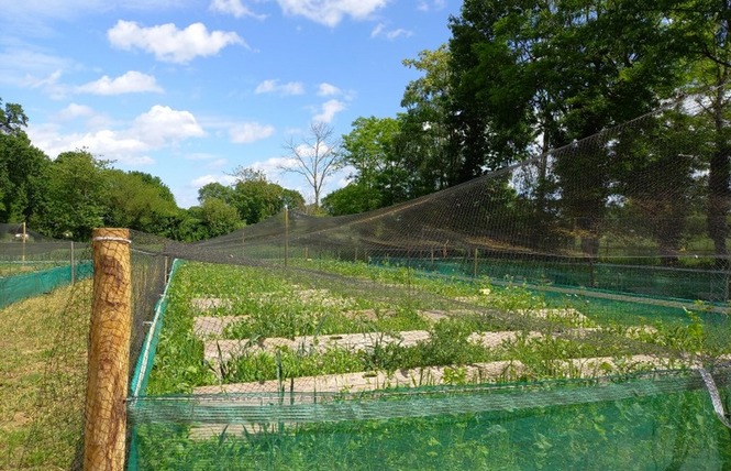 FERME  DES GOUSSIERES (PORCS ET ESCARGOTS ) 3 - Fontaine-Couverte