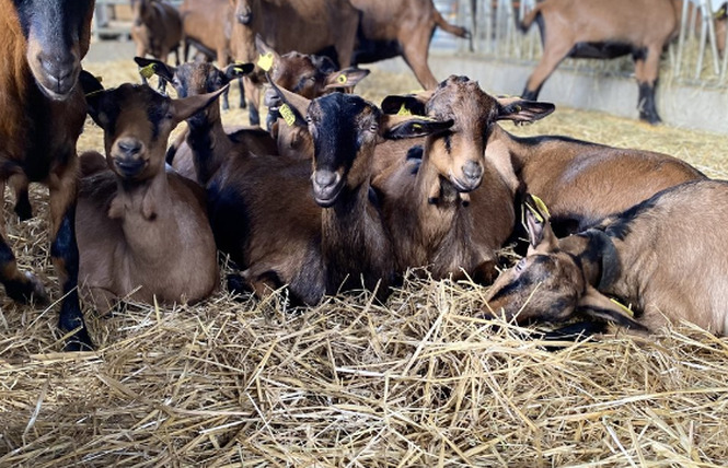 RDV du Printemps : Visite de la ferme la Chèvrerie du Maine 1 - Meslay-du-Maine