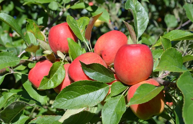 PRINTEMPS A LA FERME - LES VERGERS DE LA ROUERIE 2 - Gennes-Longuefuye