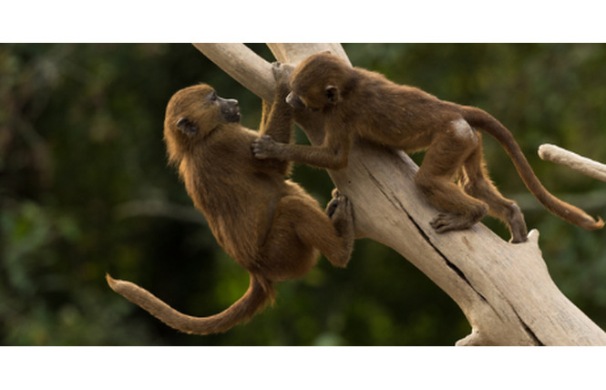 Points rencontre au Refuge de l'Arche 2 - Château-Gontier-sur-Mayenne