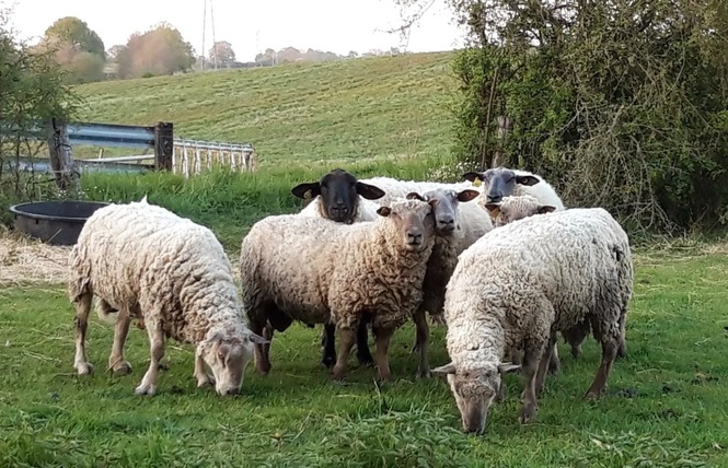 PRINTEMPS A LA FERME - VILLETTE EN DIRECT 3 - Gennes-Longuefuye